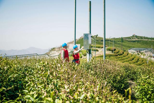 國網(wǎng)臺州供電公司：春茶滿園香 供電保障忙